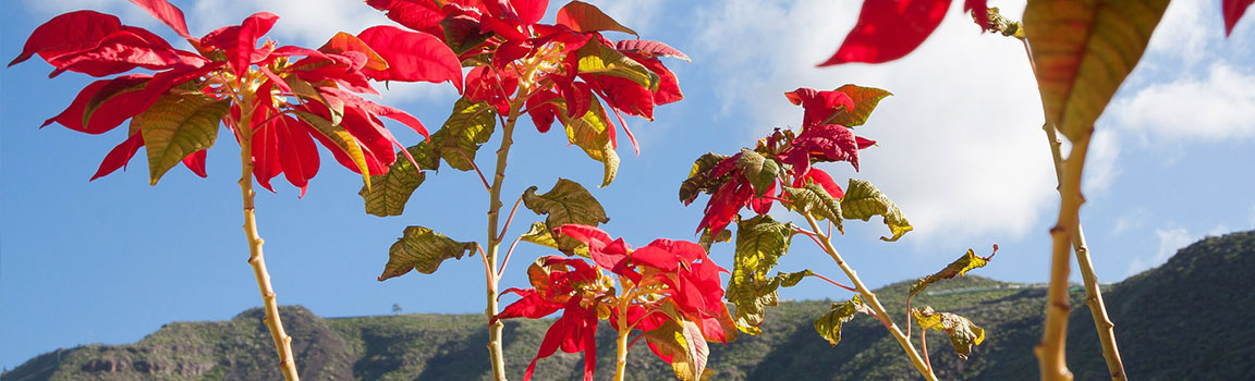 Wyspa Bożego Narodzenia